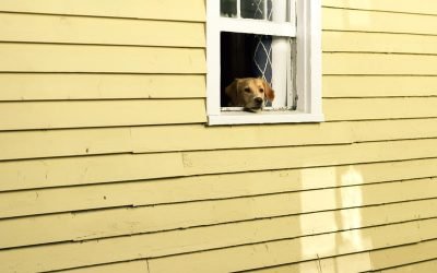 HOW MUCH IS THAT DOGGY IN THE WINDOW?