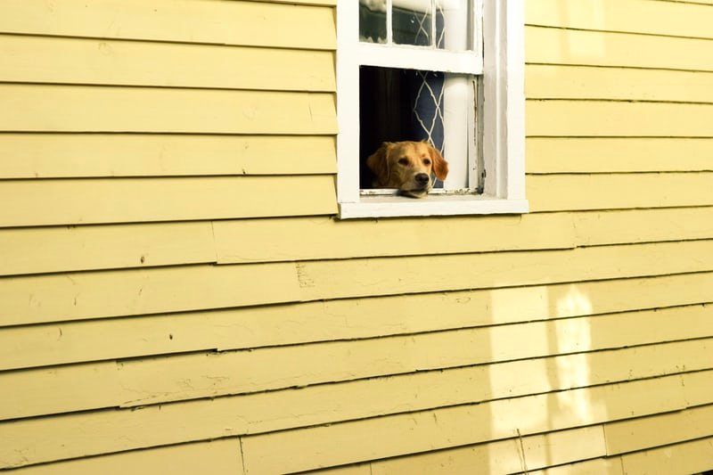 HOW MUCH IS THAT DOGGY IN THE WINDOW?