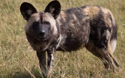 HYENA