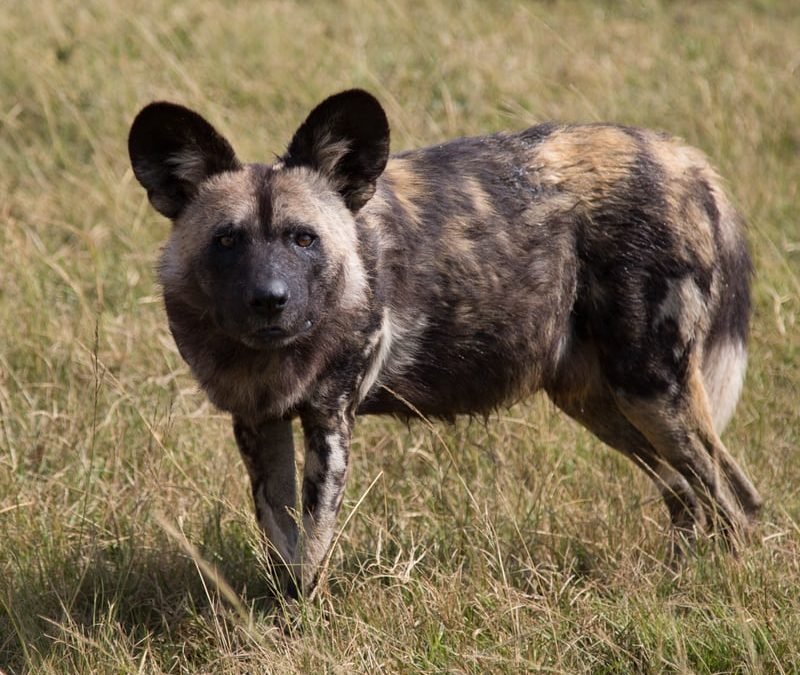 HYENA