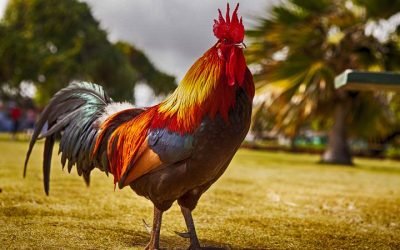 ROOSTER