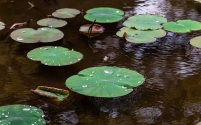 POND
