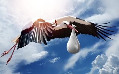 STORK