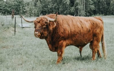 BULL