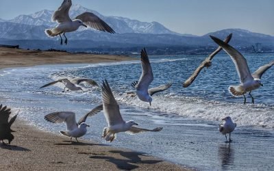 GULLS