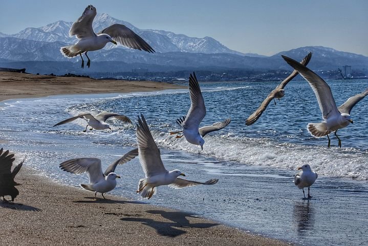 GULLS